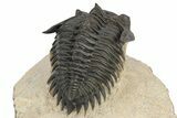 Detailed Metacanthina Trilobite - Lghaft, Morocco #248771-5